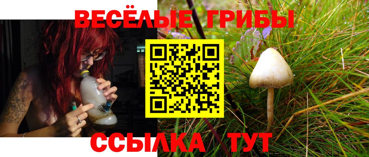 Чайковский  Псилоцибиновые грибы прущие грибы  Вход с VPN 