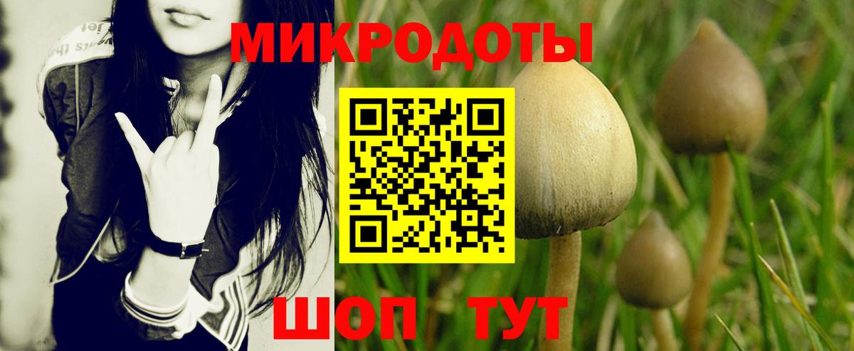 Псилоцибиновые грибы Psilocybe Чайковский